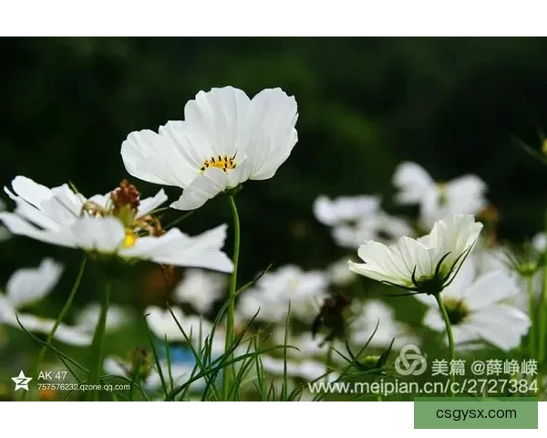 `混世小子惹得姨妈腰酸心酸日常故事重开乱象与欢笑交织中奔走`